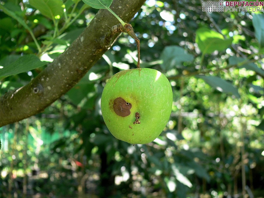 Carpocapsa pomonella >> Daño en manzana por polillas y pudricion.jpg